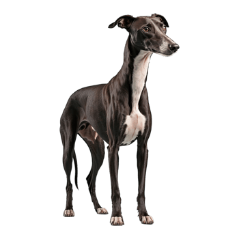 AI generated Greyhound isolated on transparent background png