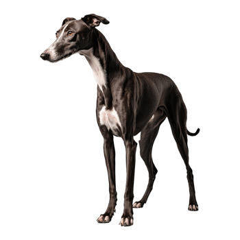 AI generated Greyhound isolated on transparent background png
