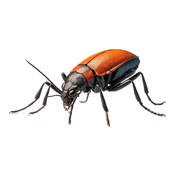 AI generated Insect isolated on transparent background png