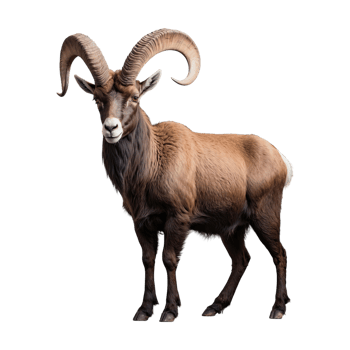 AI generated Ibex isolated on transparent background png