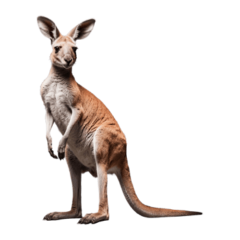 AI generated Kangaroo isolated on transparent background png