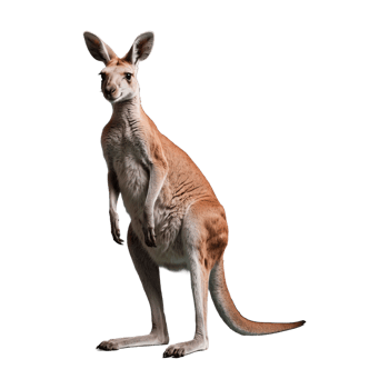 AI generated Kangaroo isolated on transparent background png
