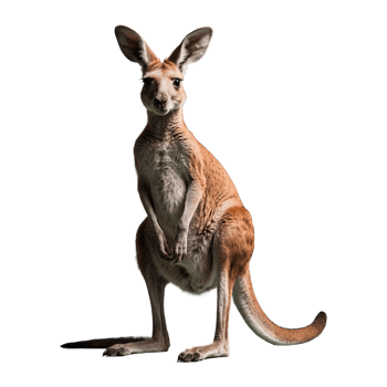 AI generated Kangaroo isolated on transparent background png
