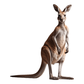 AI generated Kangaroo isolated on transparent background png