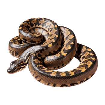 AI generated Python isolated on transparent background png
