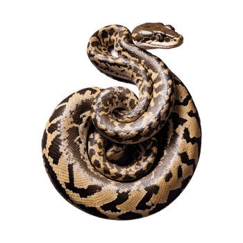 AI generated Python isolated on transparent background png