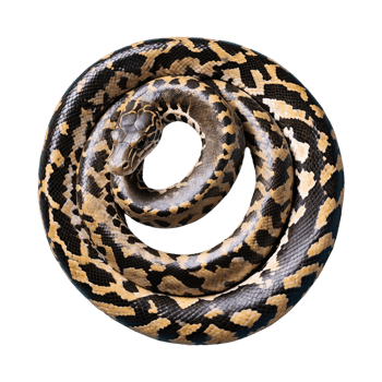 AI generated Python isolated on transparent background png