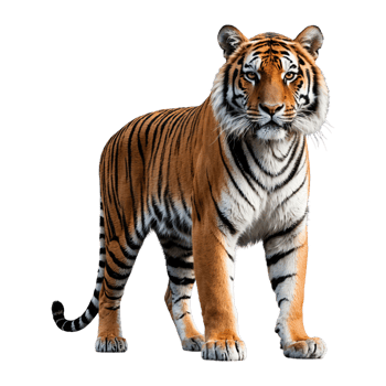 AI generated Tiger isolated on transparent background png