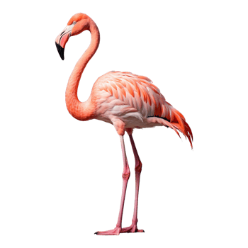 AI generated Flamingo bird isolated on transparent background png