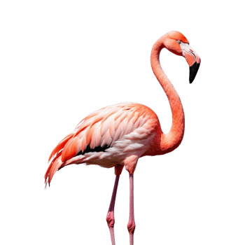 AI generated Flamingo bird isolated on transparent background png