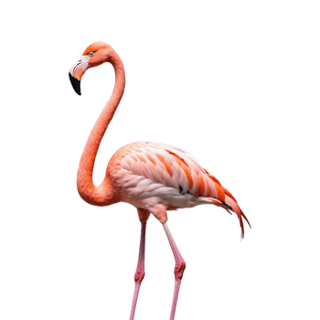 AI generated Flamingo bird isolated on transparent background png