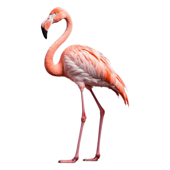 AI generated Flamingo bird isolated on transparent background png