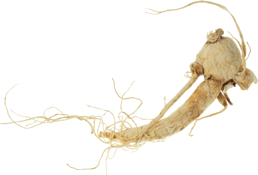 ginseng cut out on transparent background. png