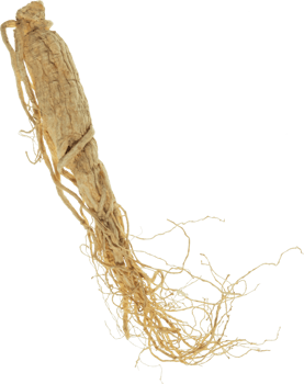 ginseng cut out on transparent background. png