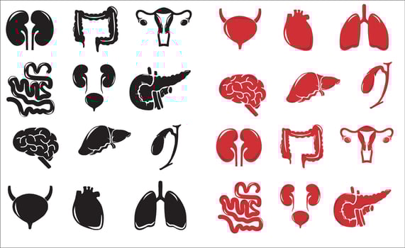 Human internal organs. Vector sketch isolated illustration. Hand drawn doodle anatomy symbols set.