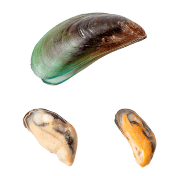 Top view of steamed or cooked food of fresh beautiful green mussels isolated with clipping path in png file format