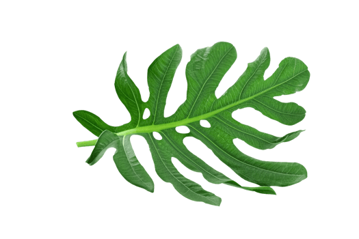 leaf plant isolated on transparent background png