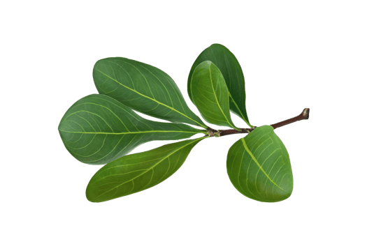 leaf plant isolated on transparent background png
