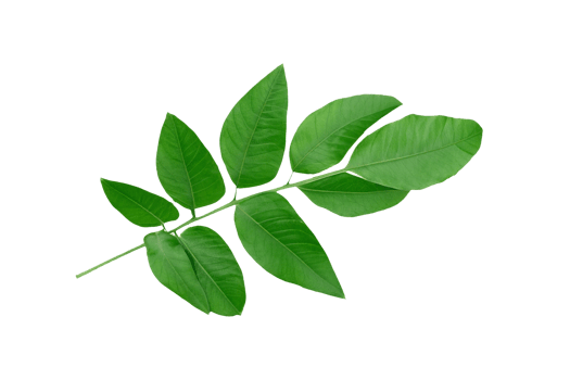 leaf plant isolated on transparent background png