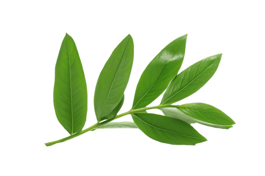 leaf plant isolated on transparent background png