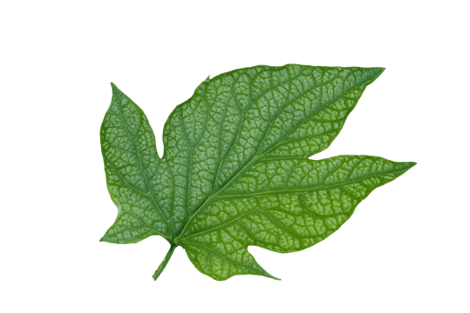 leaf plant isolated on transparent background png