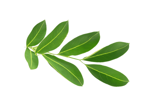 leaf plant isolated on transparent background png