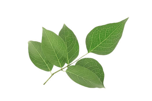 leaf plant isolated on transparent background png