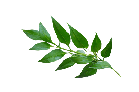 leaf plant isolated on transparent background png