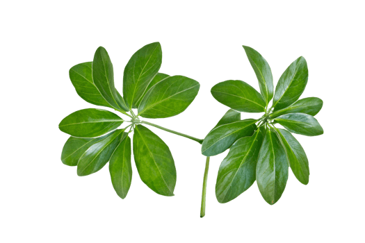 leaf plant isolated on transparent background png