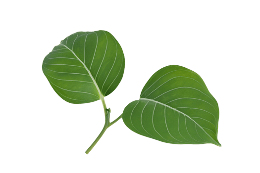 leaf plant isolated on transparent background png