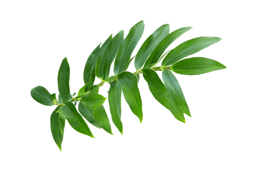 leaf plant isolated on transparent background png