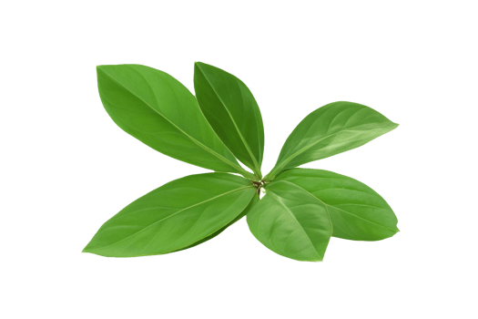 leaf plant isolated on transparent background png