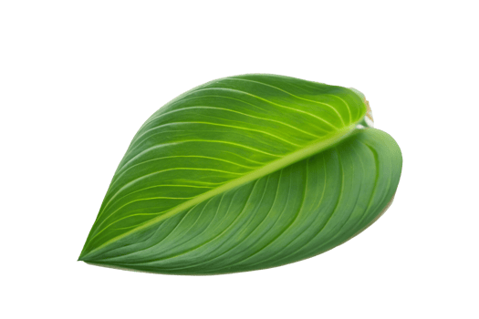 leaf plant isolated on transparent background png
