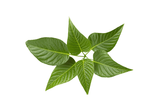 leaf plant isolated on transparent background png