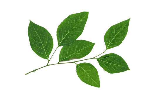 leaf plant isolated on transparent background png
