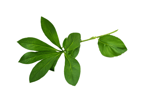 leaf plant isolated on transparent background png