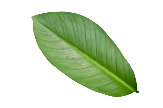 leaf plant isolated on transparent background png