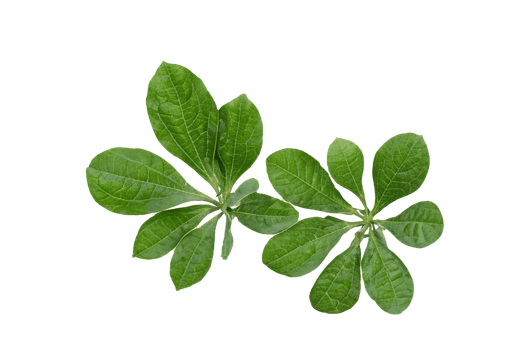 leaf plant isolated on transparent background png