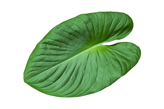 leaf plant isolated on transparent background png