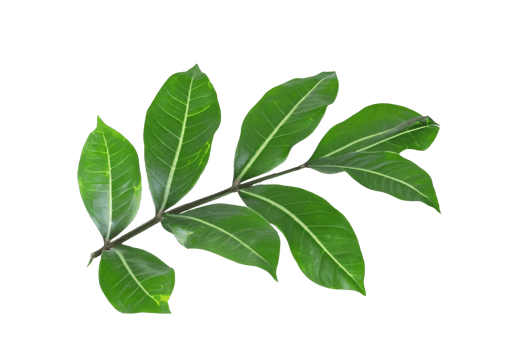 leaf plant isolated on transparent background png