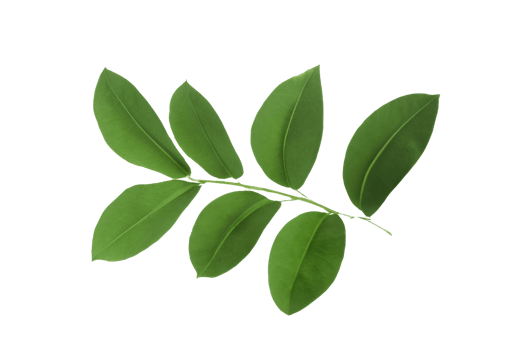 leaf plant isolated on transparent background png