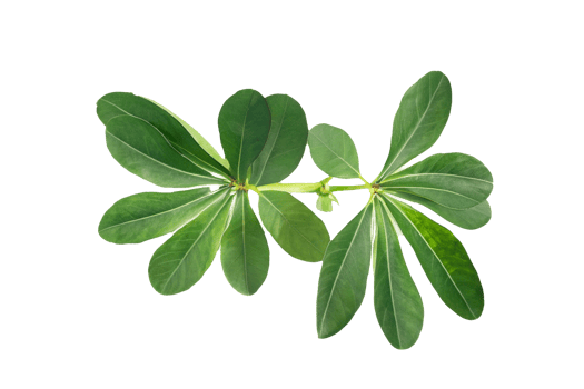 leaf plant isolated on transparent background png