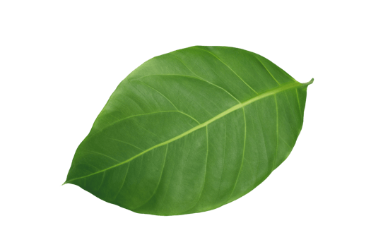 leaf plant isolated on transparent background png