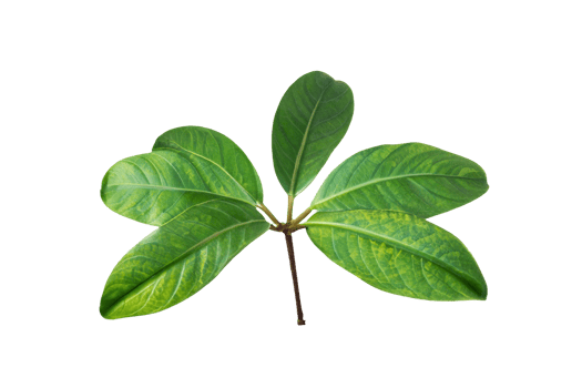 leaf plant isolated on transparent background png