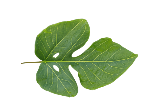 leaf plant isolated on transparent background png