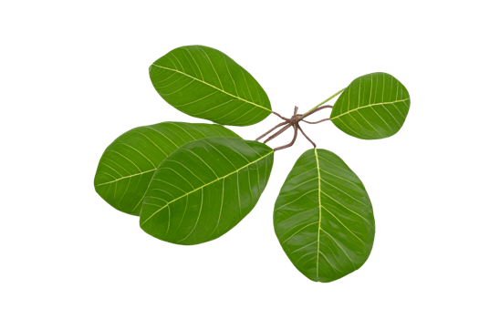 leaf plant isolated on transparent background png
