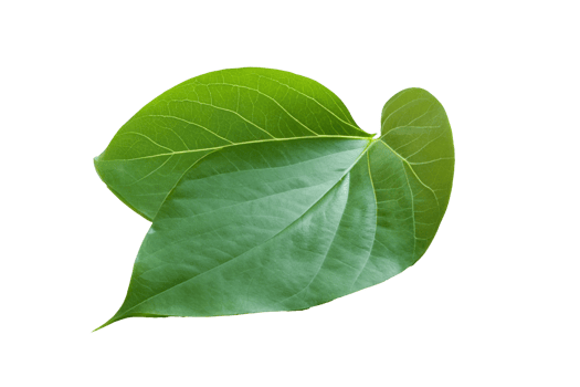 leaf plant isolated on transparent background png