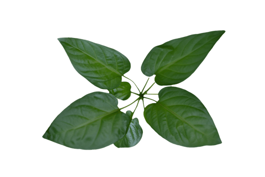 leaf plant isolated on transparent background png
