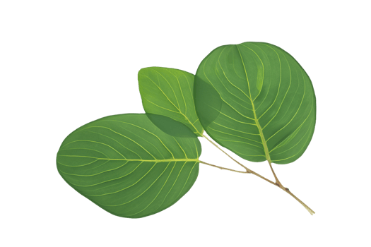 leaf plant isolated on transparent background png
