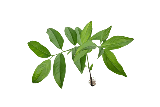 leaf plant isolated on transparent background png